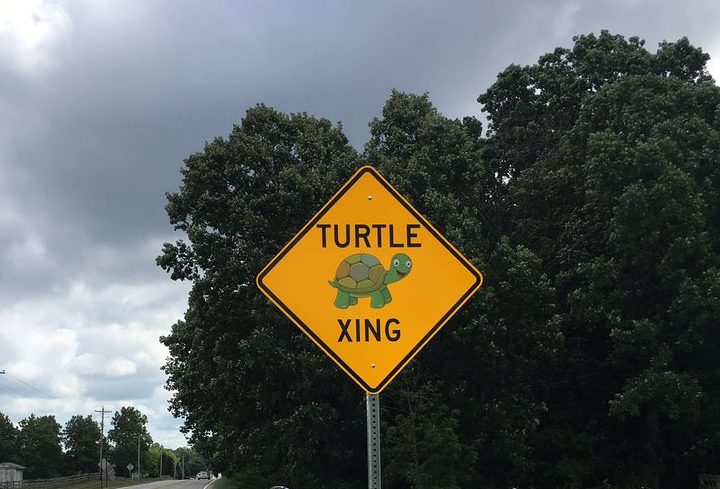 This Story of a Turtle Crossing Will Make You Want to Make a Difference ...