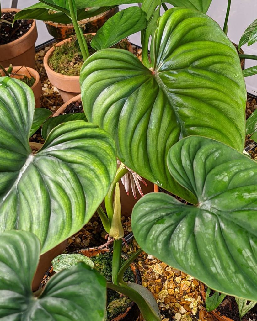 This Innovative Plant Jungle Maintains Plants Worth More Than Some