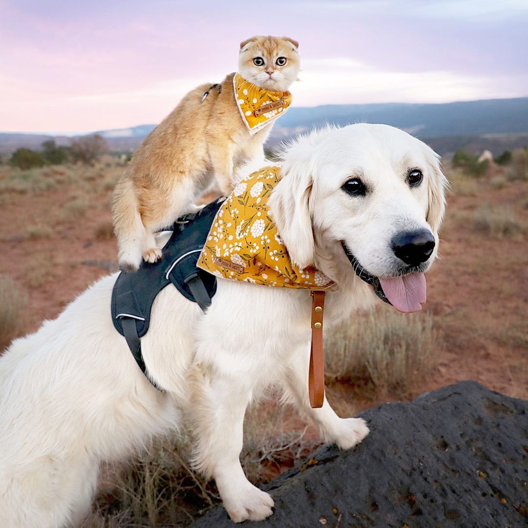 Samson & Cleo – Golden Retriever & Cat Duo with an Amazing Friendship