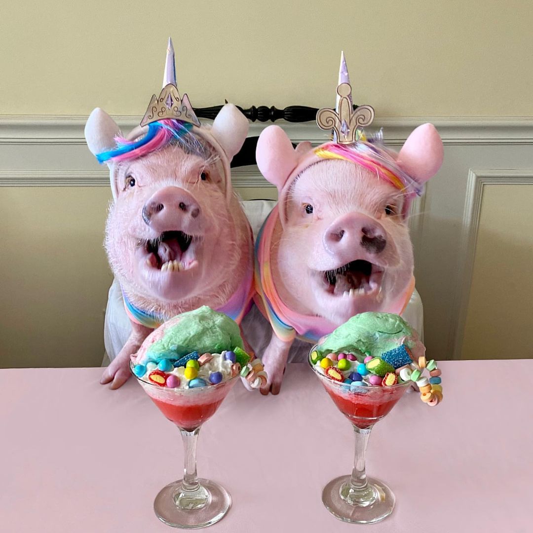 Prissy and Pop Are Instagram’s Cutest Pig Duo