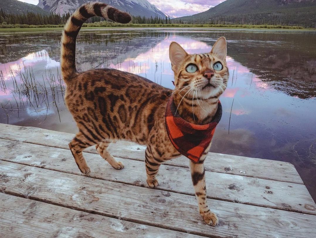 Suki Is Instagram’s Most Popular Traveling Cat
