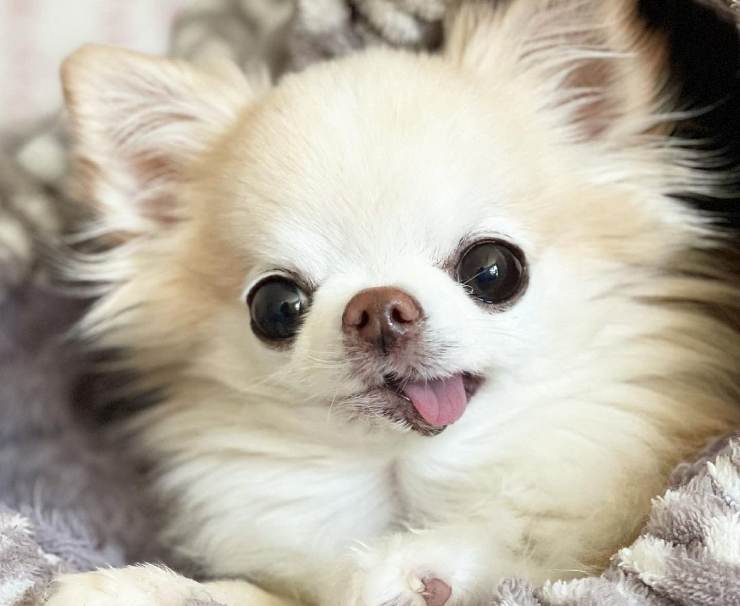 Help! We've Fallen Hard for Chihuahua Cedric - https://everydaymonkey.com