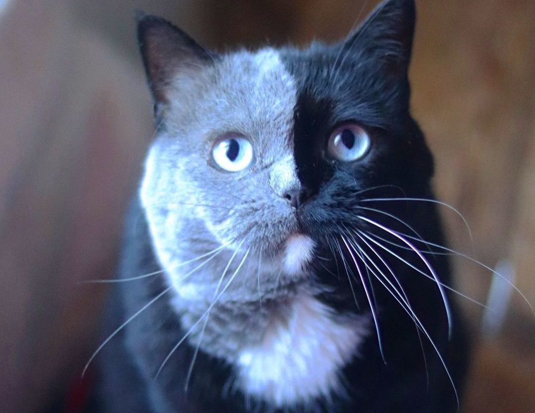 Double-Faced Cat Amazing Narnia Lives Up to Her Name - https ...