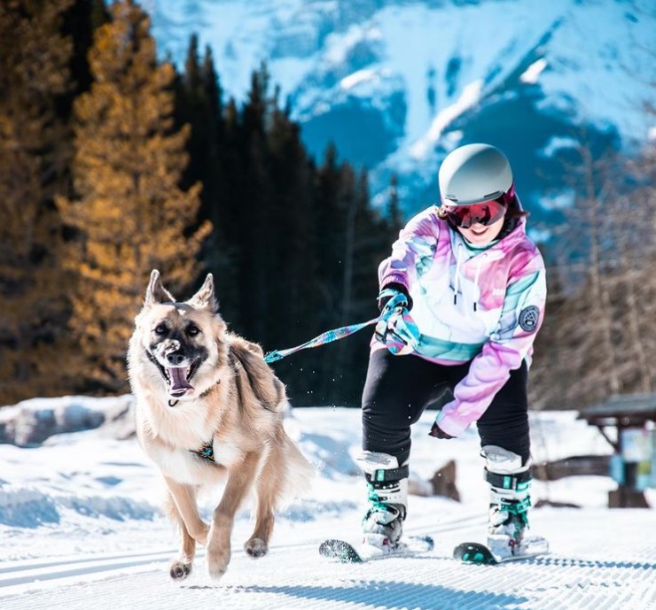 Dog Discovers Passion For Skiing - https://everydaymonkey.com