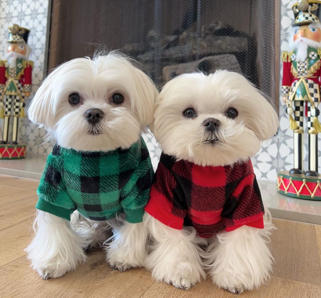 Coco and Cici Are the Most Paw-tastic Maltese Duo That You'll Ever See ...