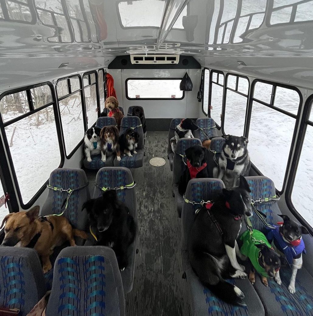 Doggy Daycare Bus From Alaska Goes Viral On TikTok Https   322947261 847428663151174 5930418352581751925 N E1673776356876 