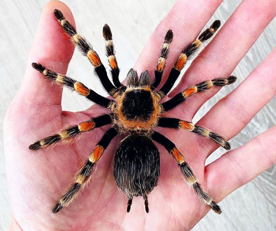 Insectism's Tak Hau Mastered the Art of Preserving Insects https