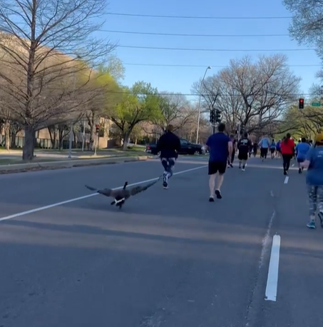 Wild Goose Joins A Marathon, Shows Amazing Speed - Https 