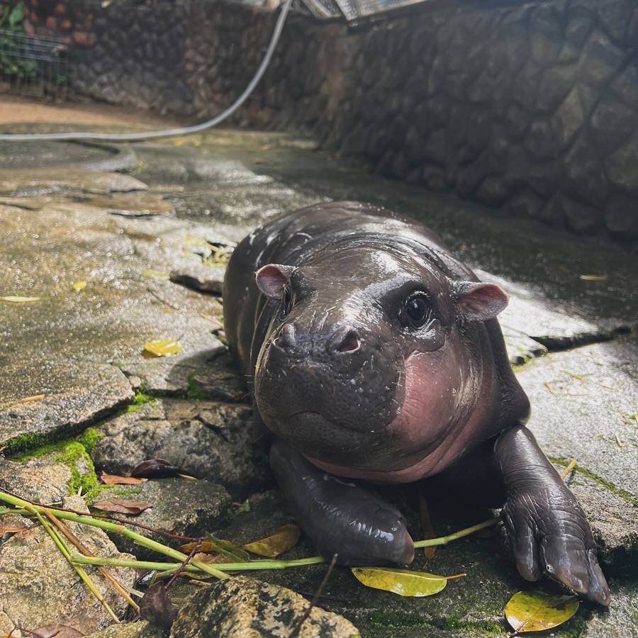 Moo Deng Is The Most Adorable Pygmy Hippo That You’ll Ever See - Https ...