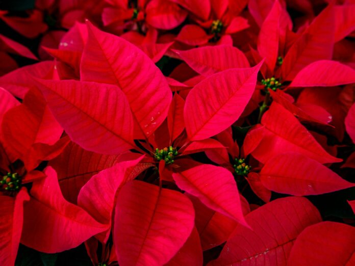 poinsettia-flowers Close up of Poinsettia flowers
