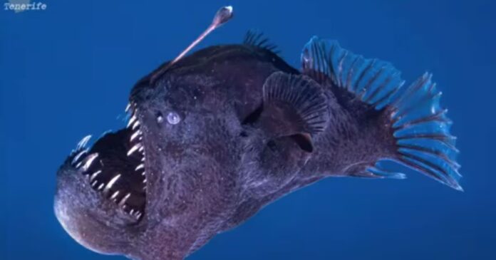 black seadevil angler fish captured in daylight