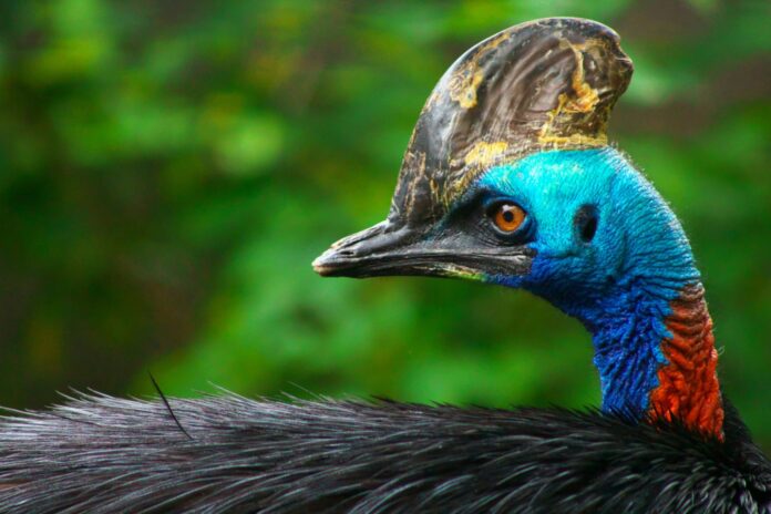 Australia's deadliest bird Cassowary