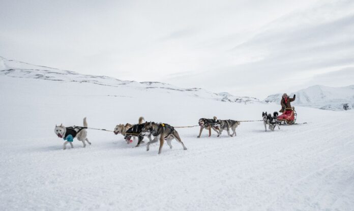 Iditarod 2025