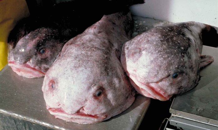 blobfish Blobfish wins Fish of the Year New Zealand