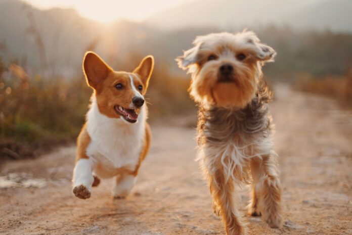 Crufts 2025 dog show