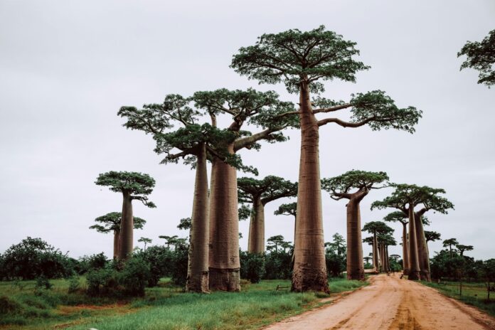 Madagascar travel 2025
