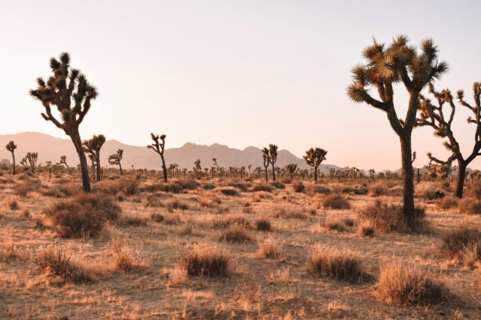 Joshua Tree entrance closing
