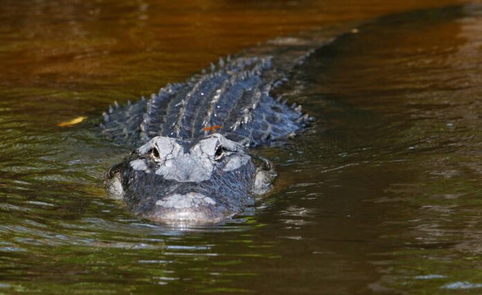 Tampa woman saves dog from alligator