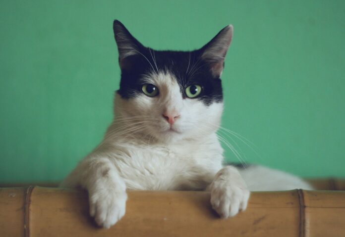 NYC bodega cats