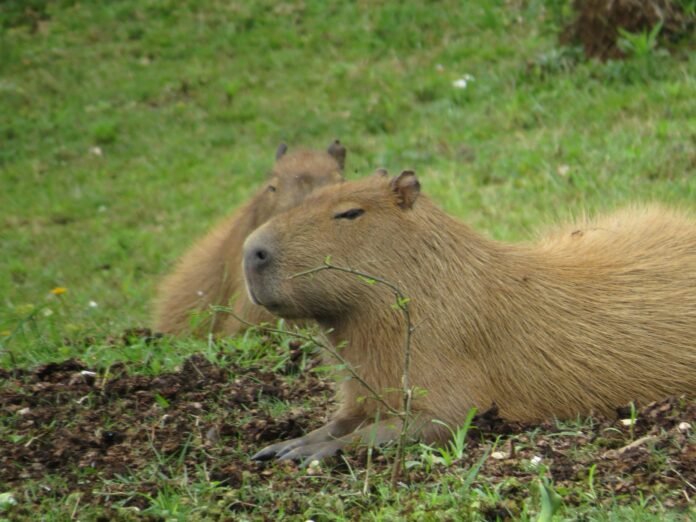 capybara cafe florida