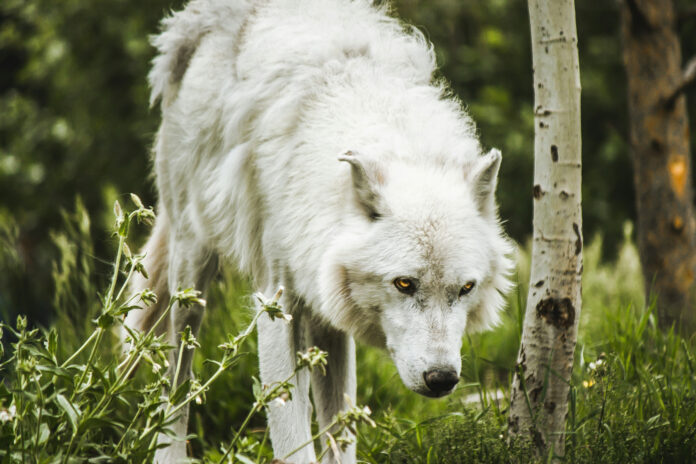 dire wolf deextinction