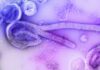 Uganda beats Ebola virus