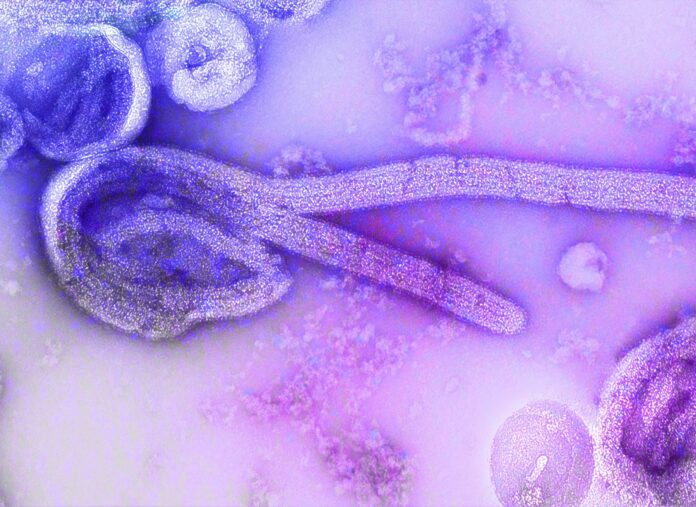 Uganda beats Ebola virus