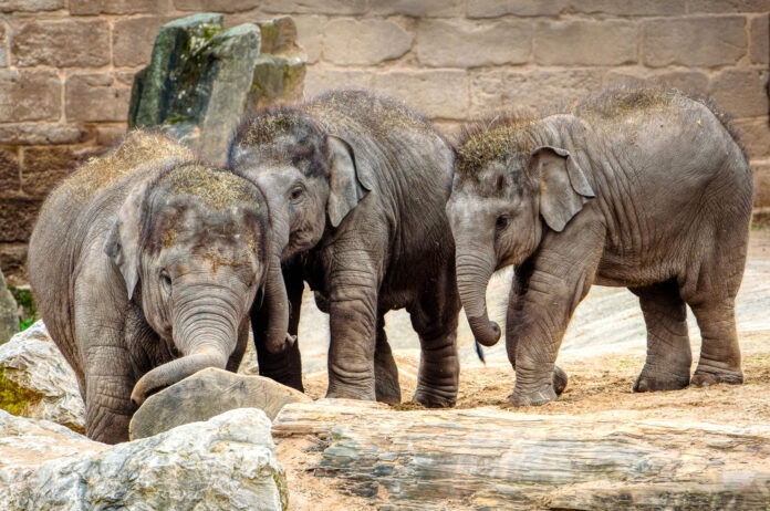 Chester Zoo African safari 57 new species