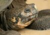 Galapagos tortoise hatchlings Philadelphia zoo