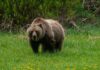 Yellowstone’s Grizzlies are Waking Up: The Dos and Don’ts of Bear Watching This Spring Grizzly bears Yellowstone spring