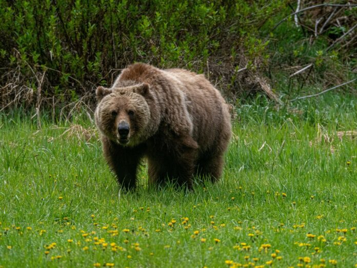 Grizzly bears Yellowstone spring