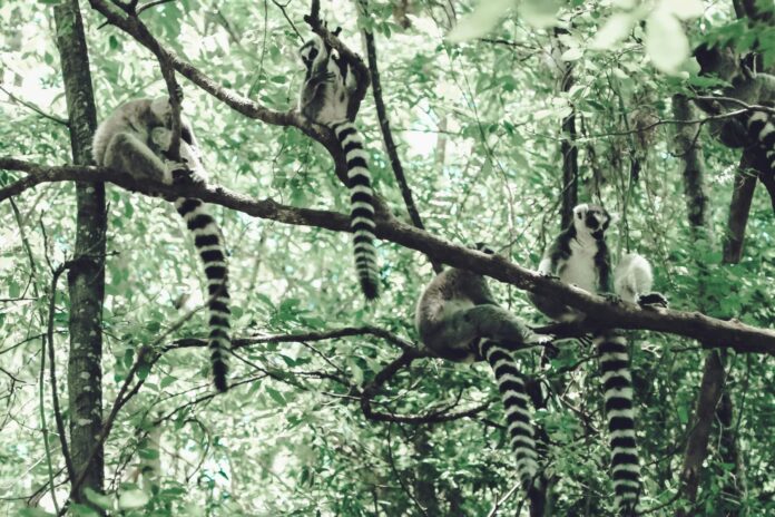 lemurs Madagascar